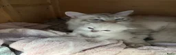 Siberian cats for sale: Registered Siberian kitttens - Advert 1