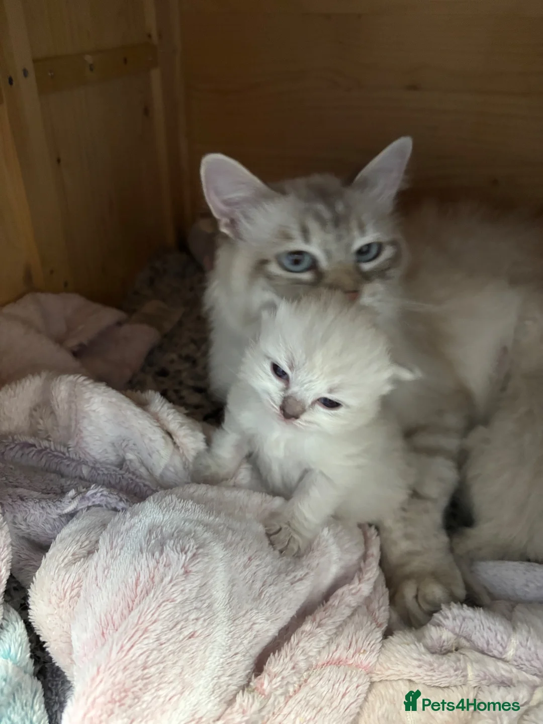 Siberian cats for sale: Registered Siberian kitttens - Advert 1