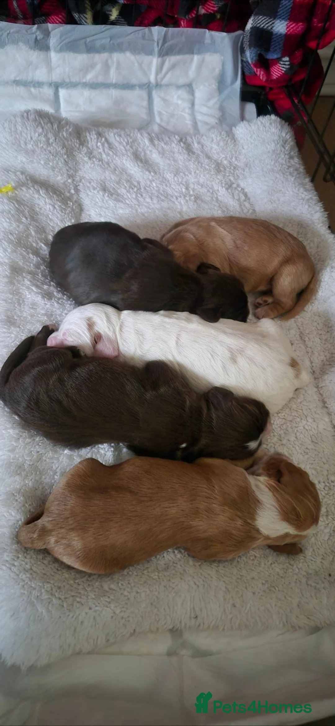 Cocker Spaniel dogs for sale: Stunning cocker Spaniel puppies  in Sunderland - Advert 15