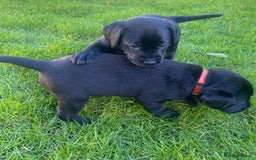 Labrador Retriever dogs for sale: Beautiful Labrador Puppies – 5 Girls & 3 Boys - Image 8