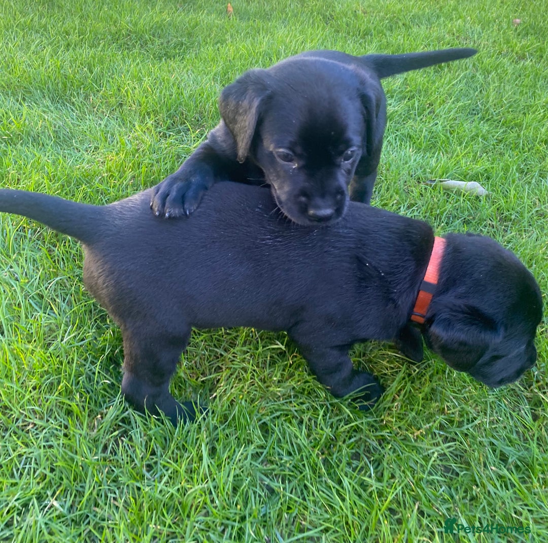 Labrador Retriever dogs for sale: Beautiful Labrador Puppies – 5 Girls & 3 Boys - Image 8