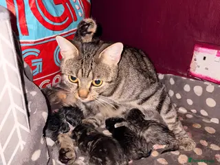 Mixed Breed cats 4 mixed Kittens british long/shorthair - Advert 1