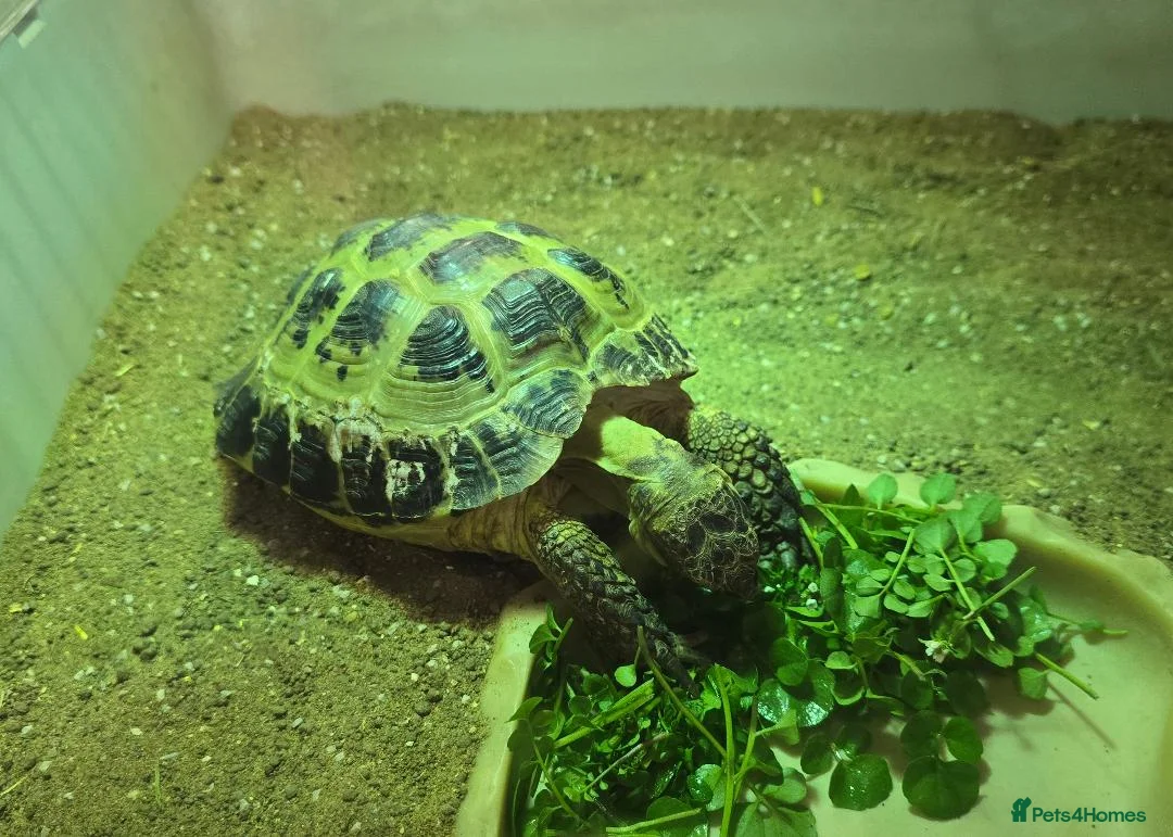 Tortoise reptiles for sale: Free to a careful new owner in Beckenham - Advert 1