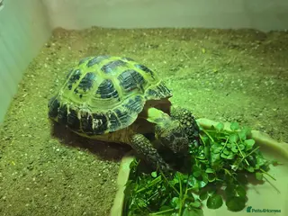 Tortoise reptiles Free to a careful new owner in Beckenham - Advert 4