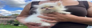 Persian 2