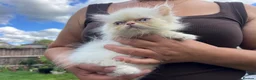 Persian cats for sale: Beautiful Blue Point Kittens - Advert 19