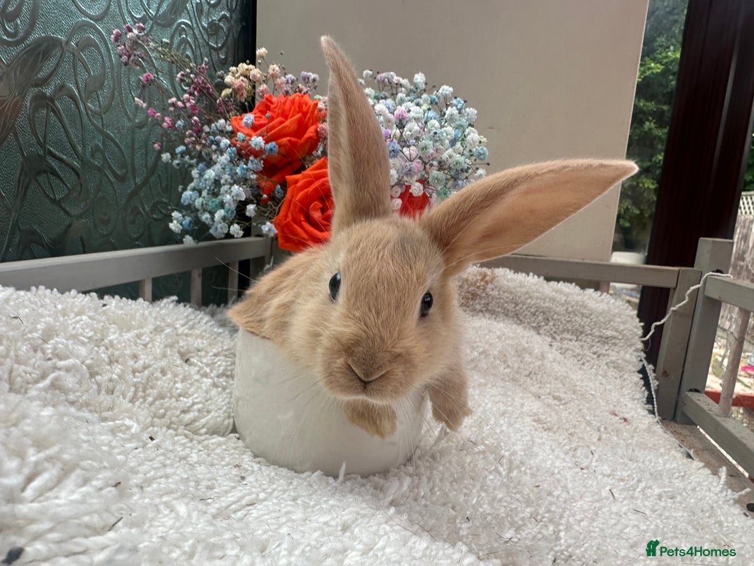 Continental Giant rabbits for sale: Continental Giant baby Rabbits harlequin yellow  - Image 2
