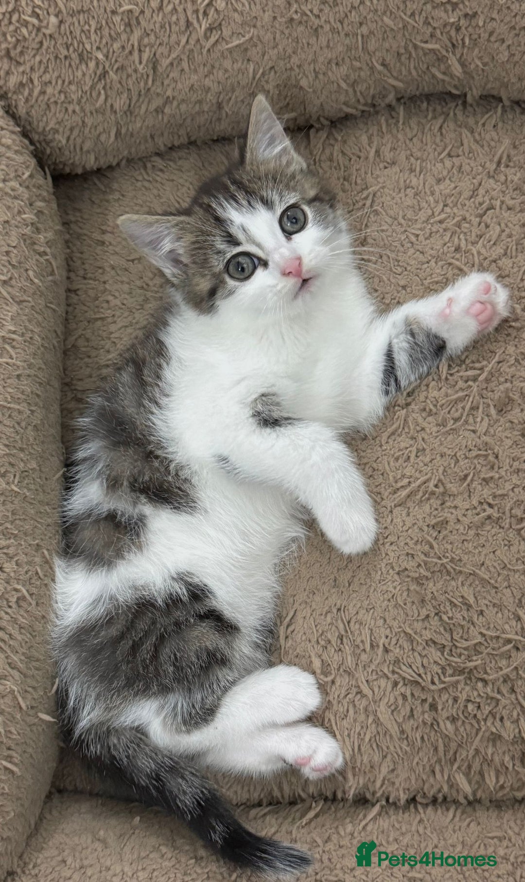 Mixed Breed cats for sale: GORGEOUS KITTENS  - Advert 15