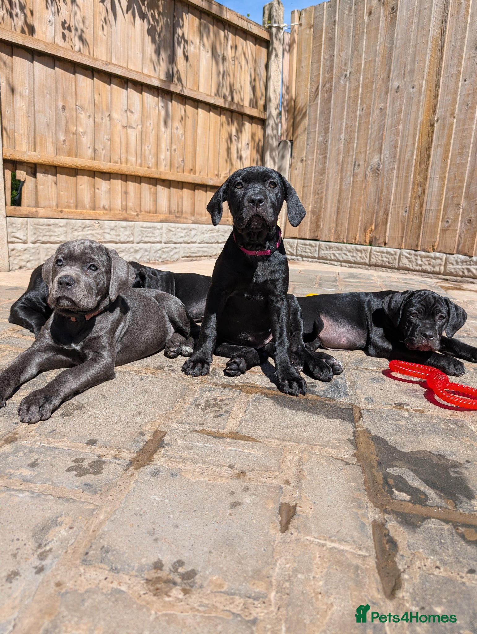 Cane Corso dogs Cane corso puppies  - Advert 10