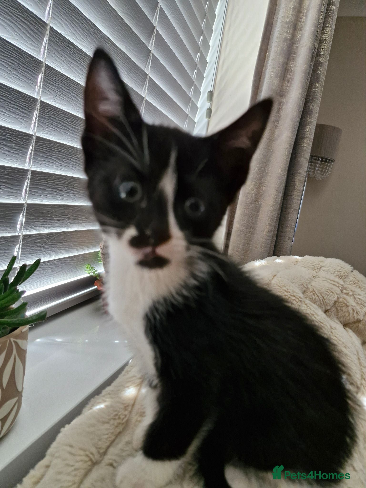 Mixed Breed cats 10 week old Kittens Ready Now - Advert 2