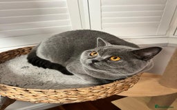 Ragdoll cats for sale: Two Show-Quality Cats Seeking Loving Homes - Image 12