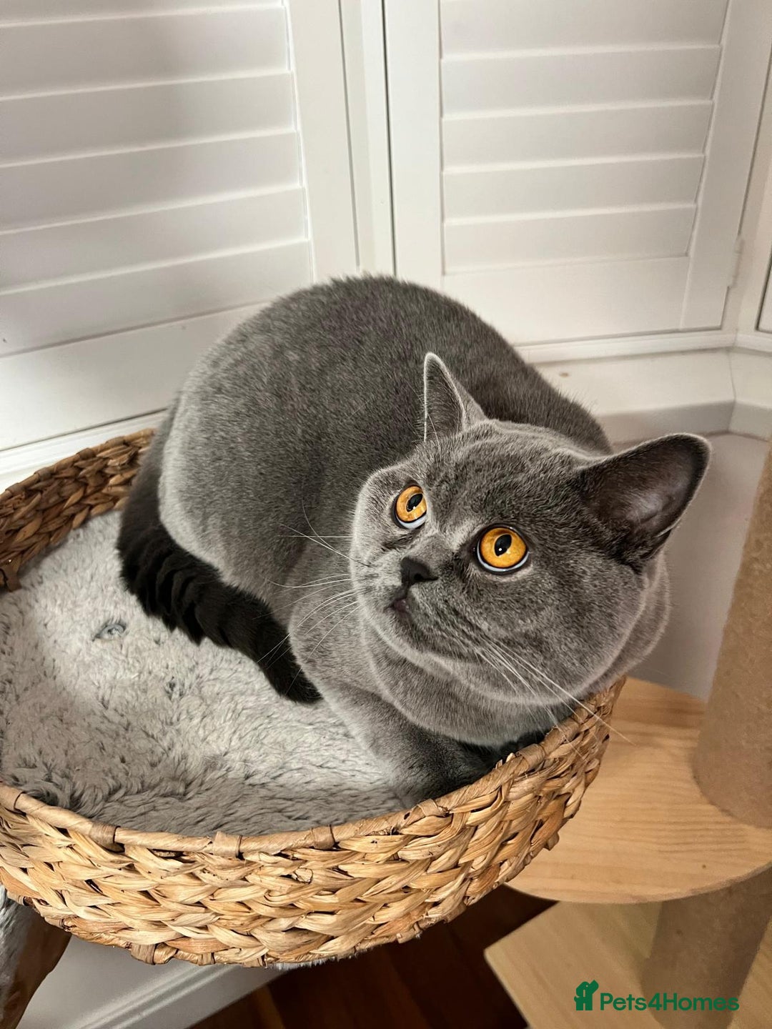 Ragdoll cats for sale: Two Show-Quality Cats Seeking Loving Homes - Image 12