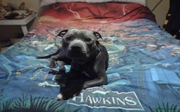 Mixed Breed dogs for sale: Staffy x puppies  - Image 12