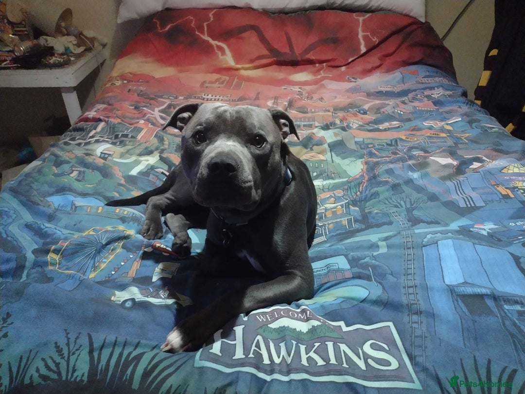 Mixed Breed dogs for sale: Staffy x puppies  - Image 12