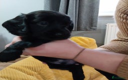 Cockapoo dogs for sale: Adorable Cockapoo puppies  - Image 31