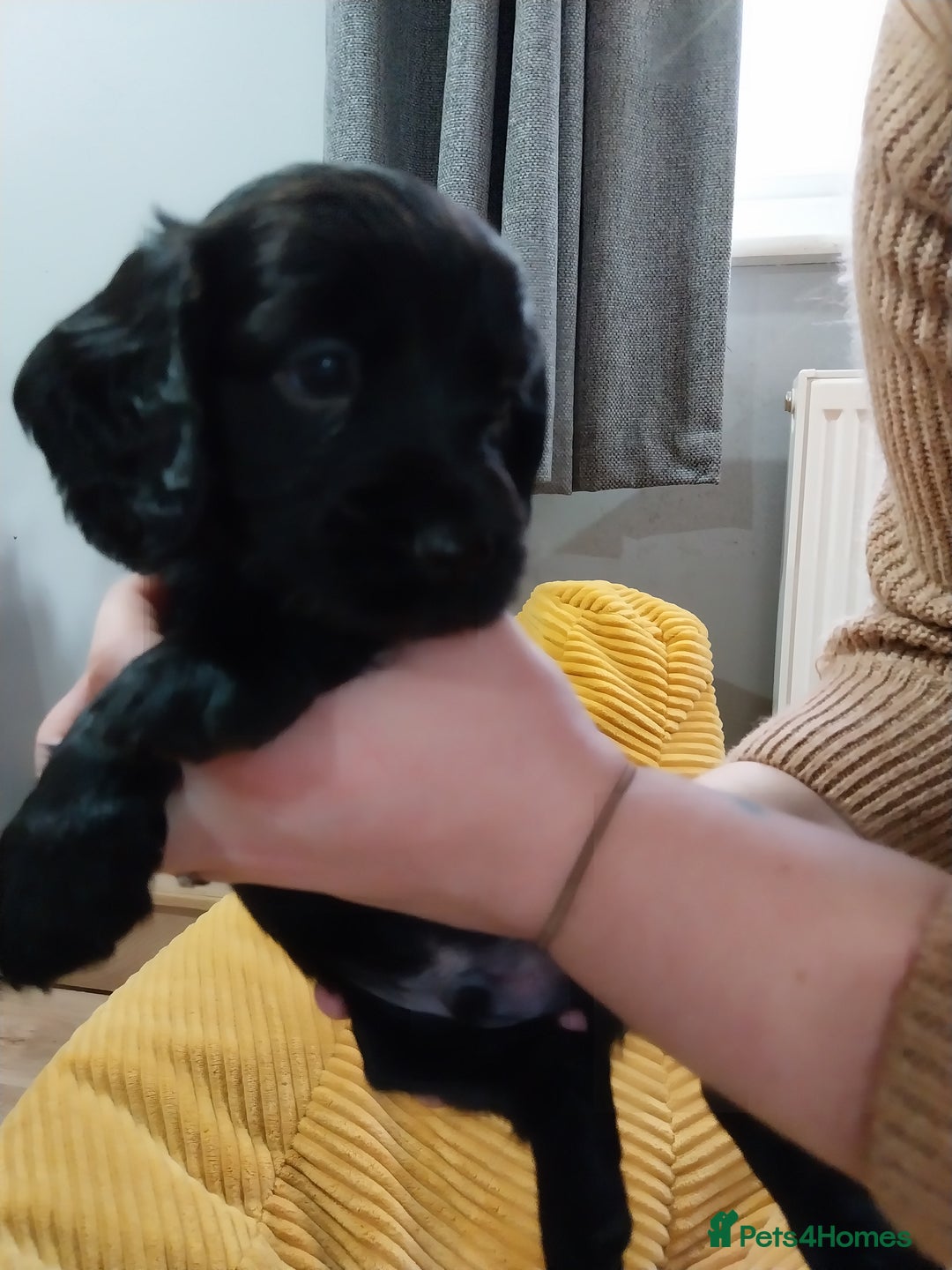 Cockapoo dogs for sale: Adorable Cockapoo puppies  - Image 31