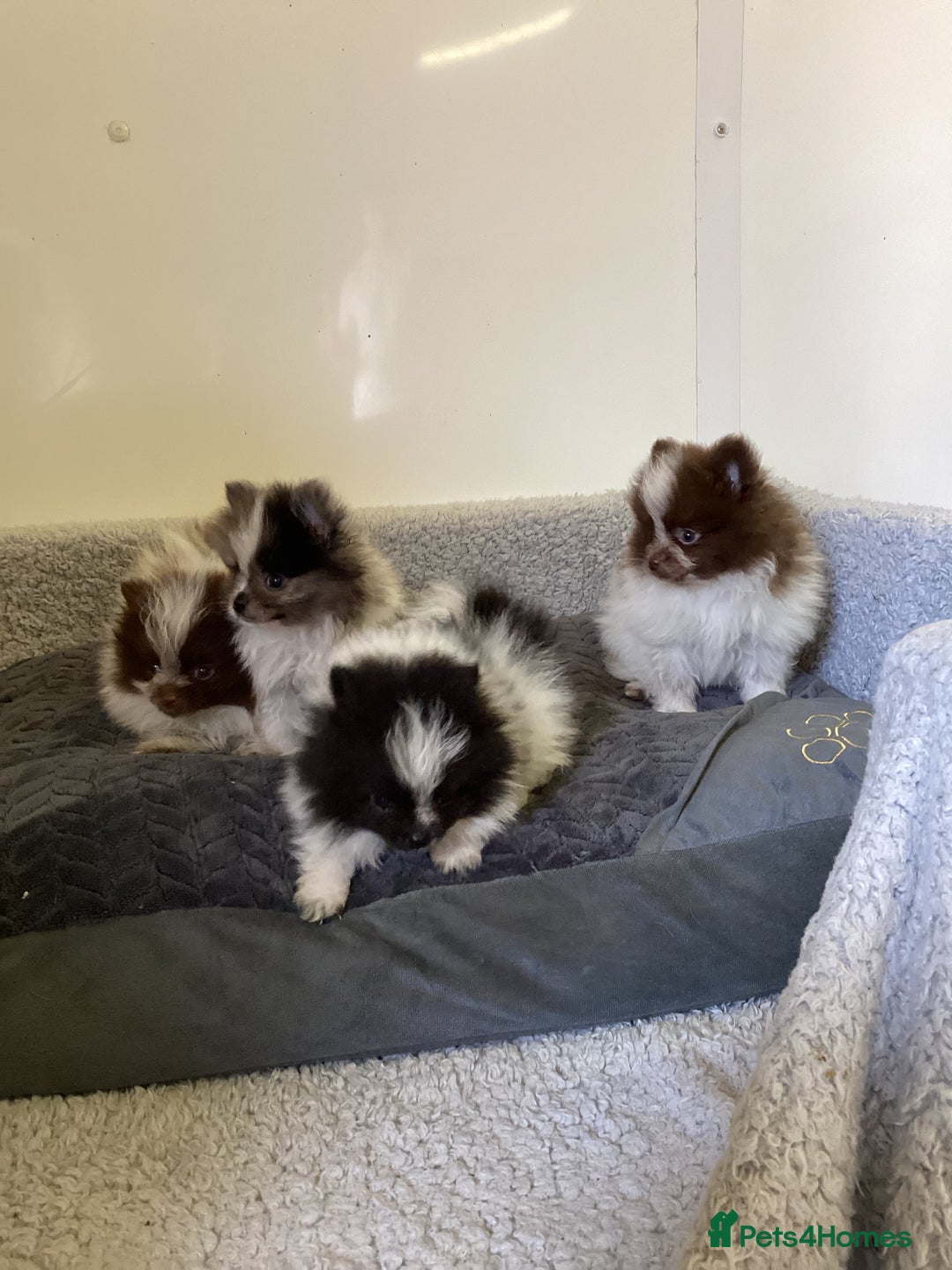 Pomeranian dogs for sale: Pomeranian  - Image 20