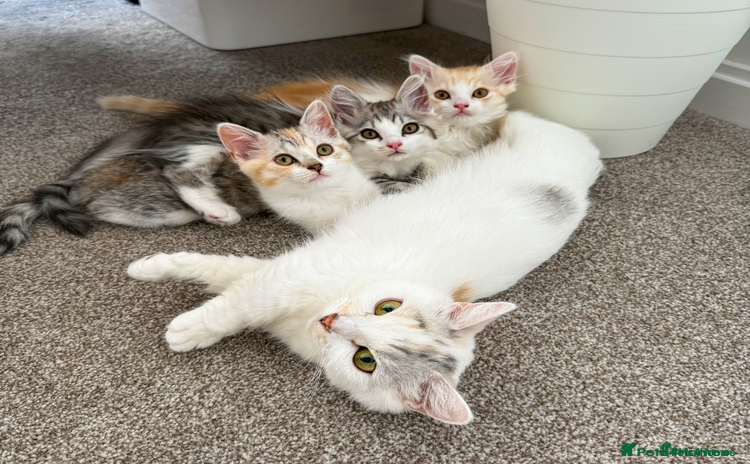 Munchkin cats - Advert 1