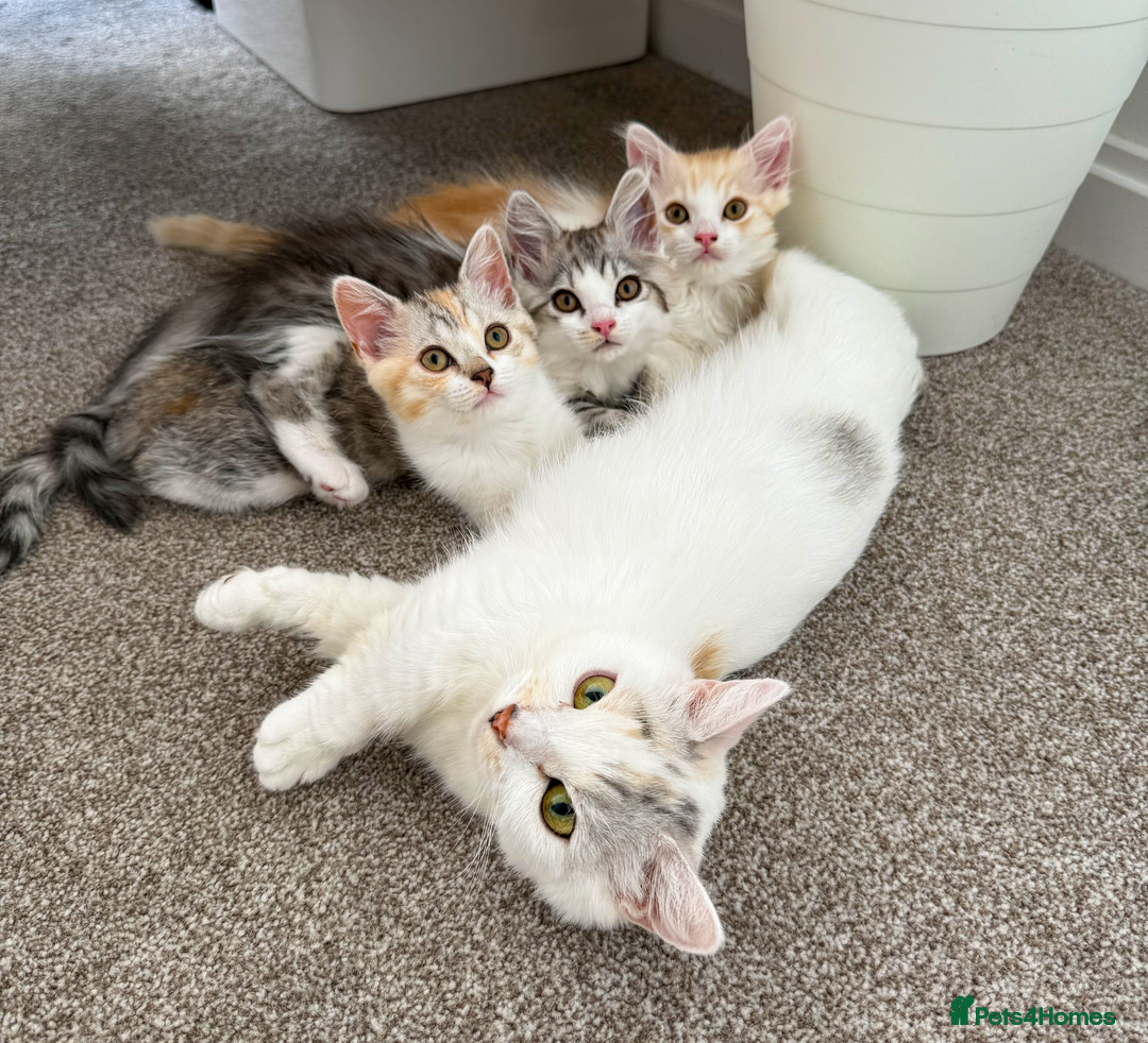Munchkin cats for sale: Pedigree TICA Munchkin Kittens – Short Legs 🐈 - Image 1