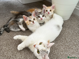 Munchkin cats - Advert 1