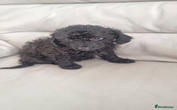 Cavapoo dogs for sale: Last pup remaining - Image 6