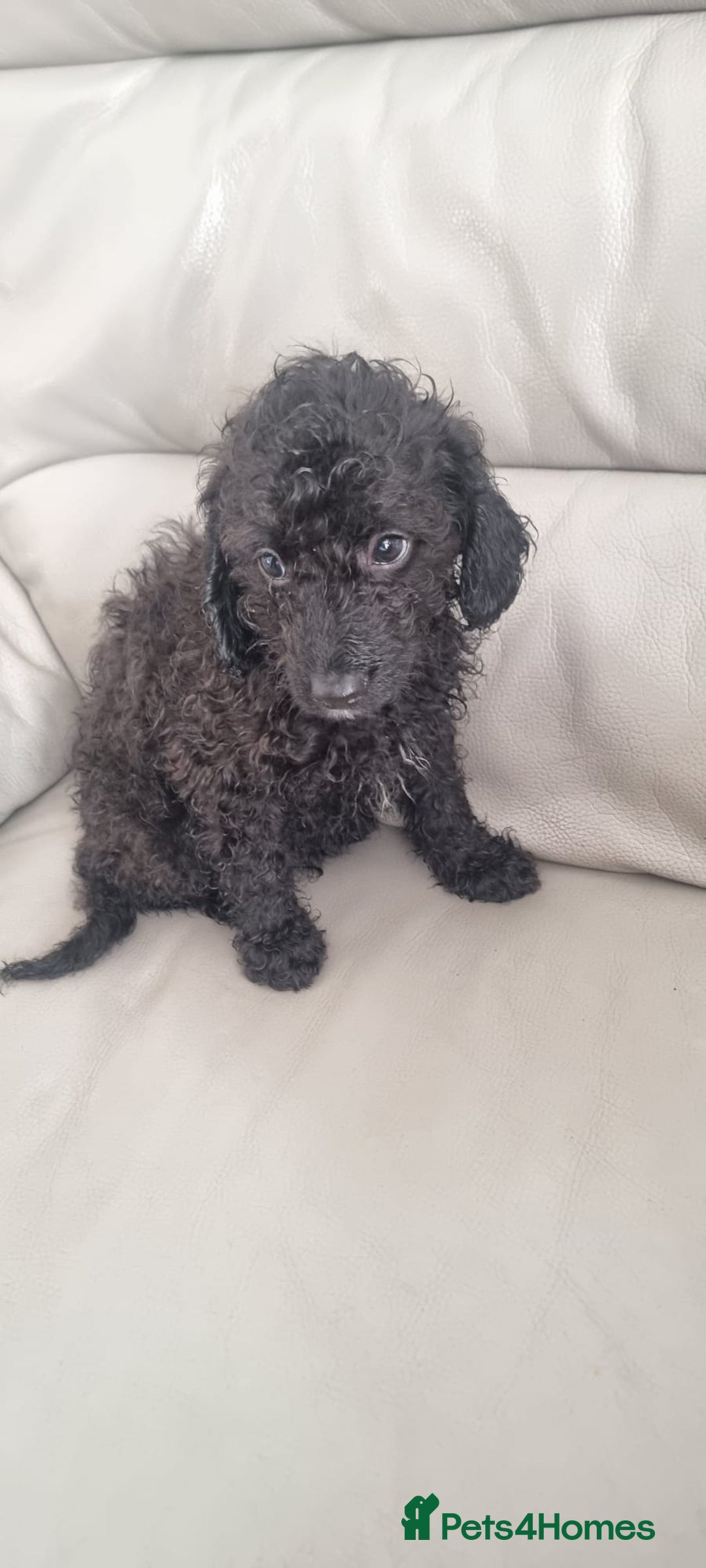 Cavapoo dogs for sale: Last pup remaining - Image 6
