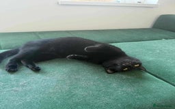 Mixed Breed cats for adoption: Vanessa for adoption - Image 6