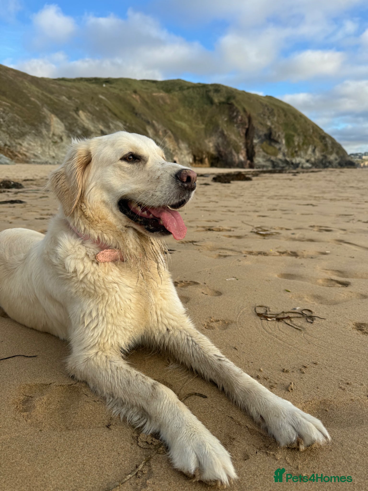 Golden Retriever dogs Lovely girl for rehome - Advert 9
