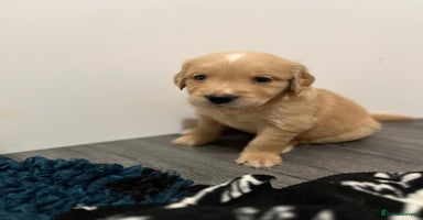 Golden Retriever dogs - Advert 15