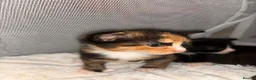 Mixed Breed cats for sale: 4 beautiful kittens  - Advert 2