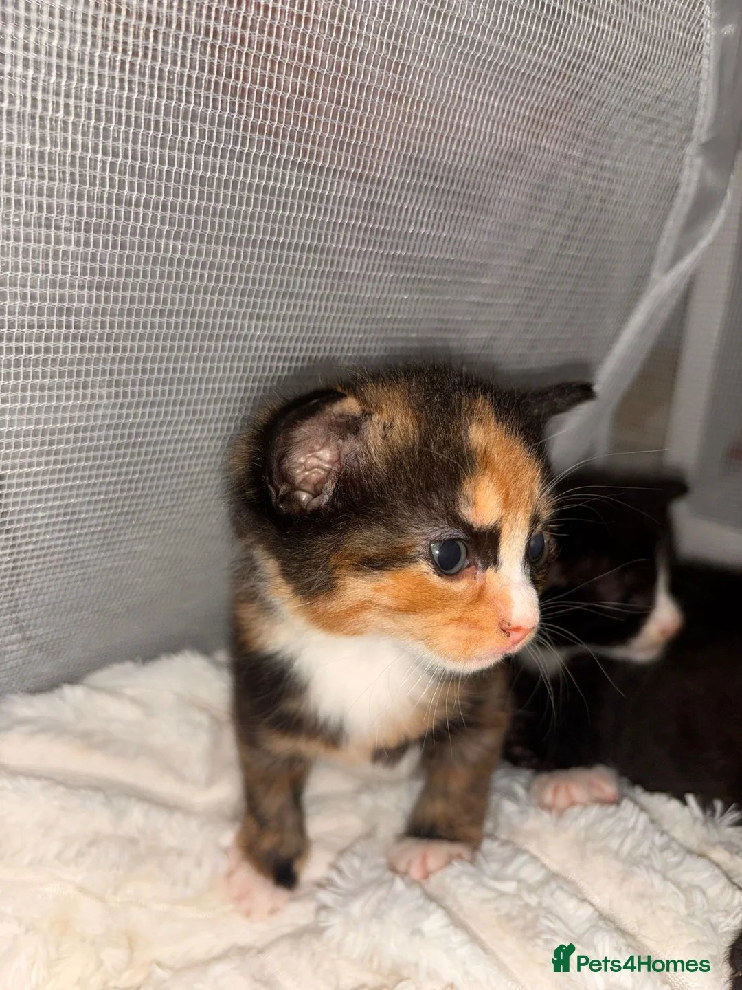 Mixed Breed cats for sale: 4 beautiful kittens  - Advert 2