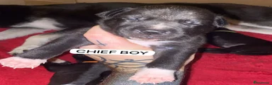 Chief