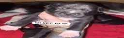 Mixed Breed dogs for sale: SIBERIAN MASTIFF PUPPIES - RARE MIX! - Advert 5