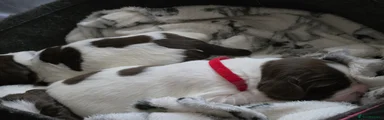 Red collar
