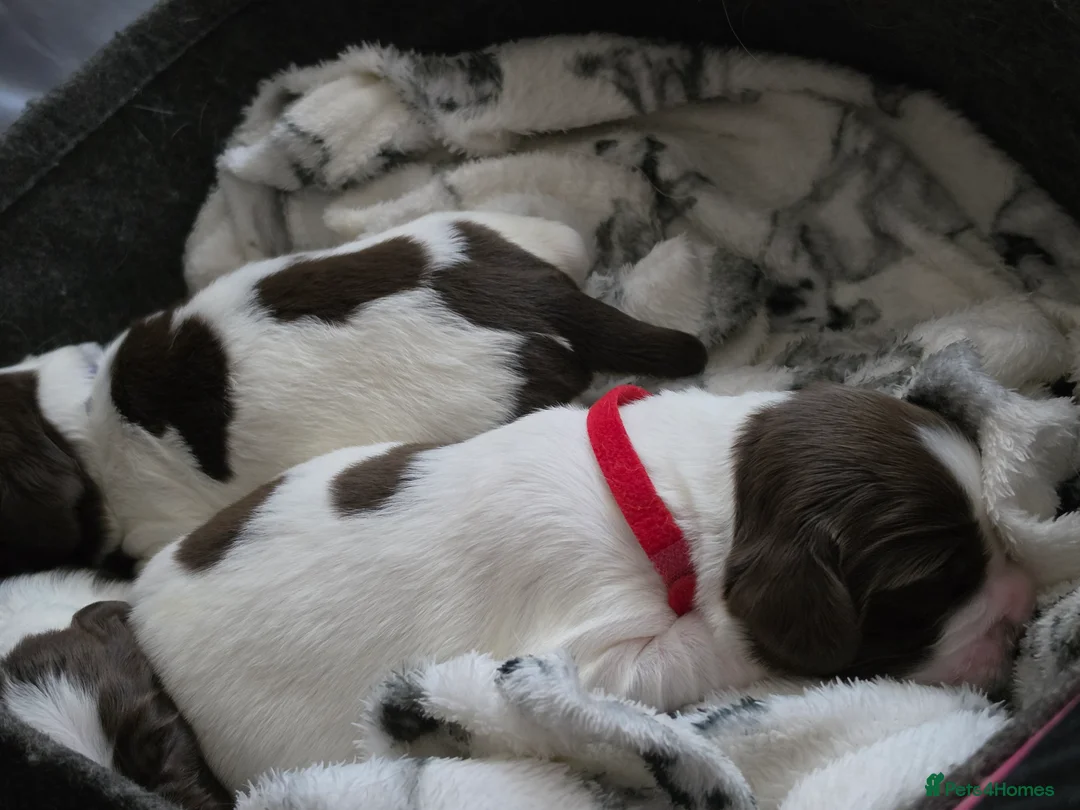 English Springer Spaniel dogs for sale: Beautiful litter of 5 springer spaniel puppies in Bristol - Advert 6
