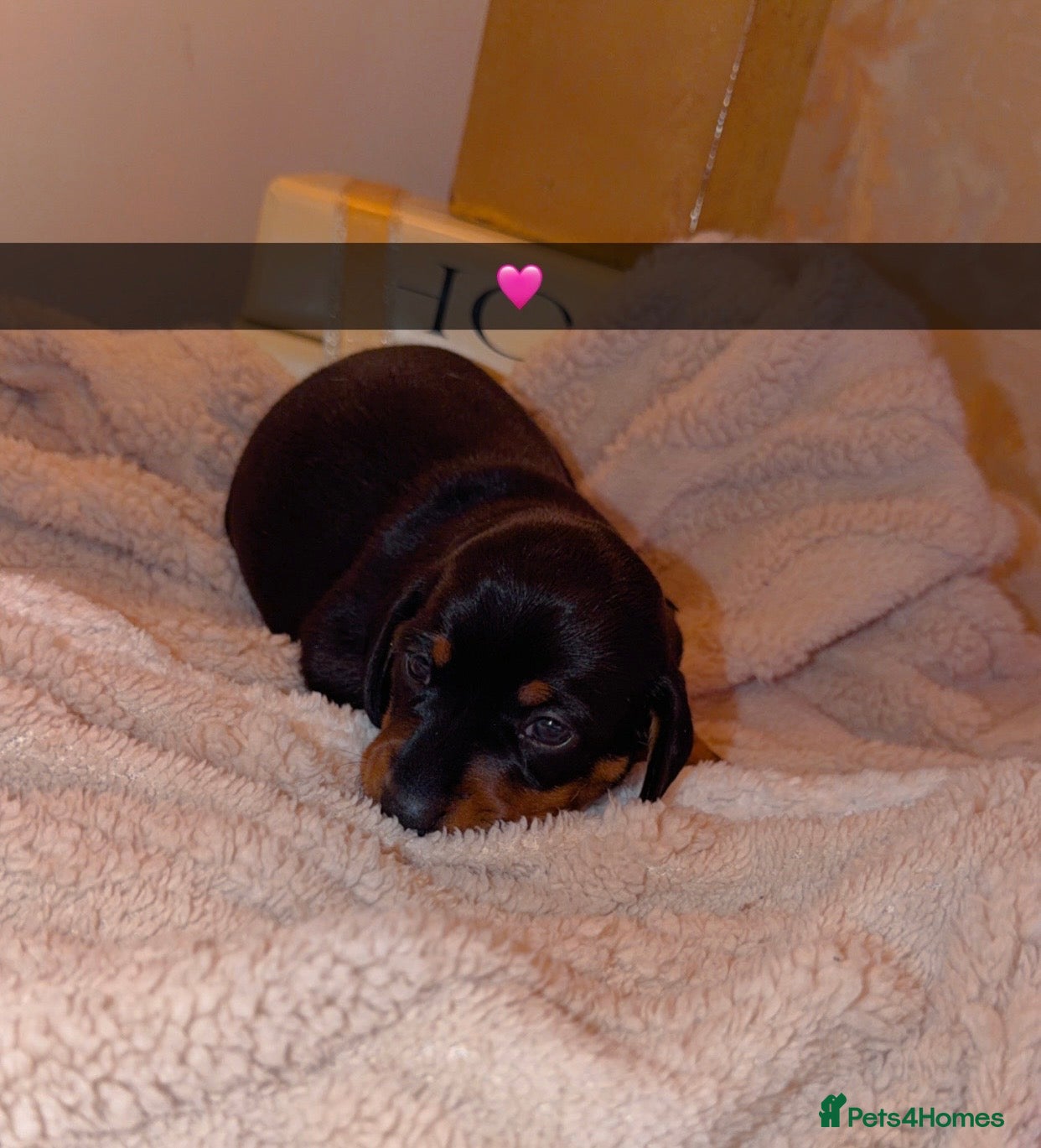 Dachshund dogs for sale: Dachshund  - Advert 14