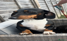 Miniature Dachshund dogs for sale: Short-haired Miniature Dachshunds  - Image 13