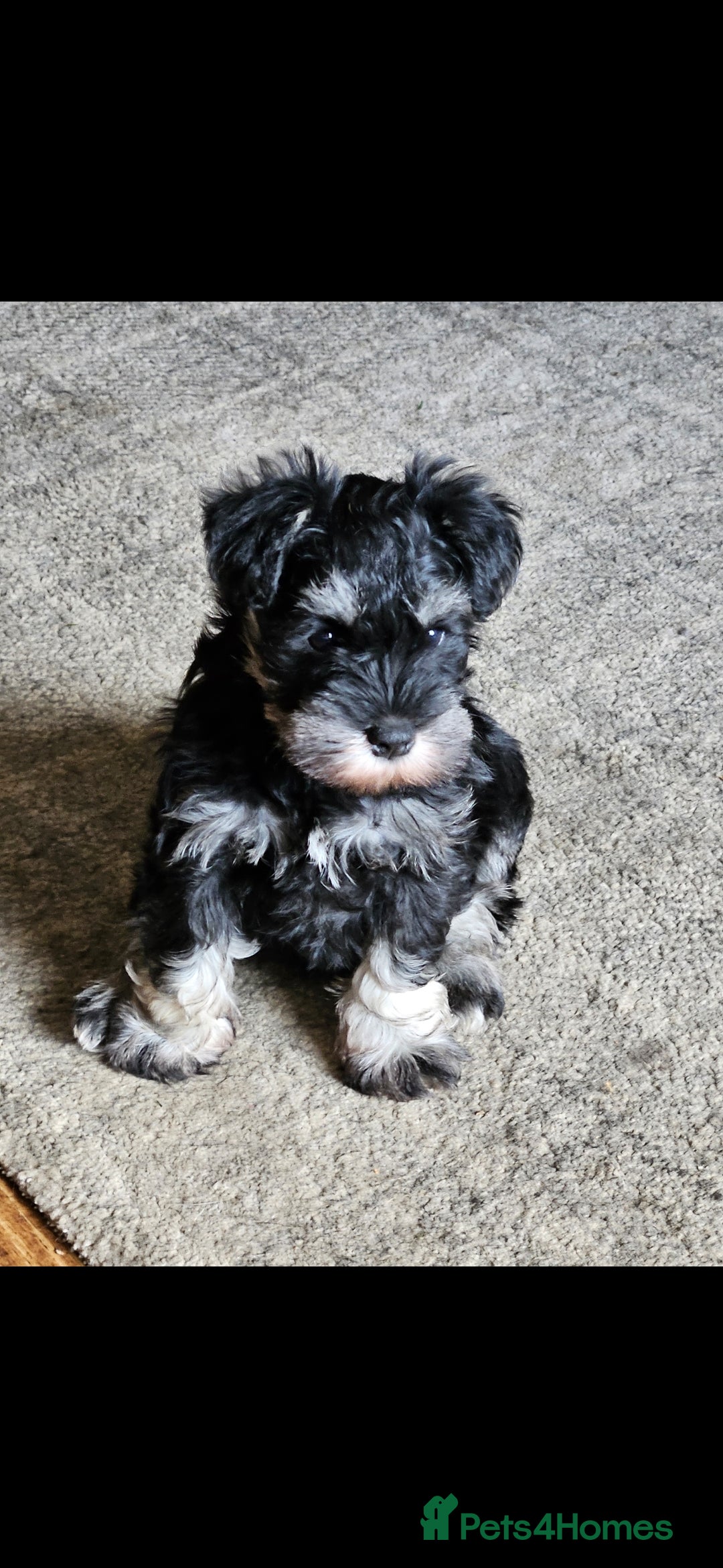 Miniature Schnauzer dogs for sale: Playful loving schnauzers - Image 10