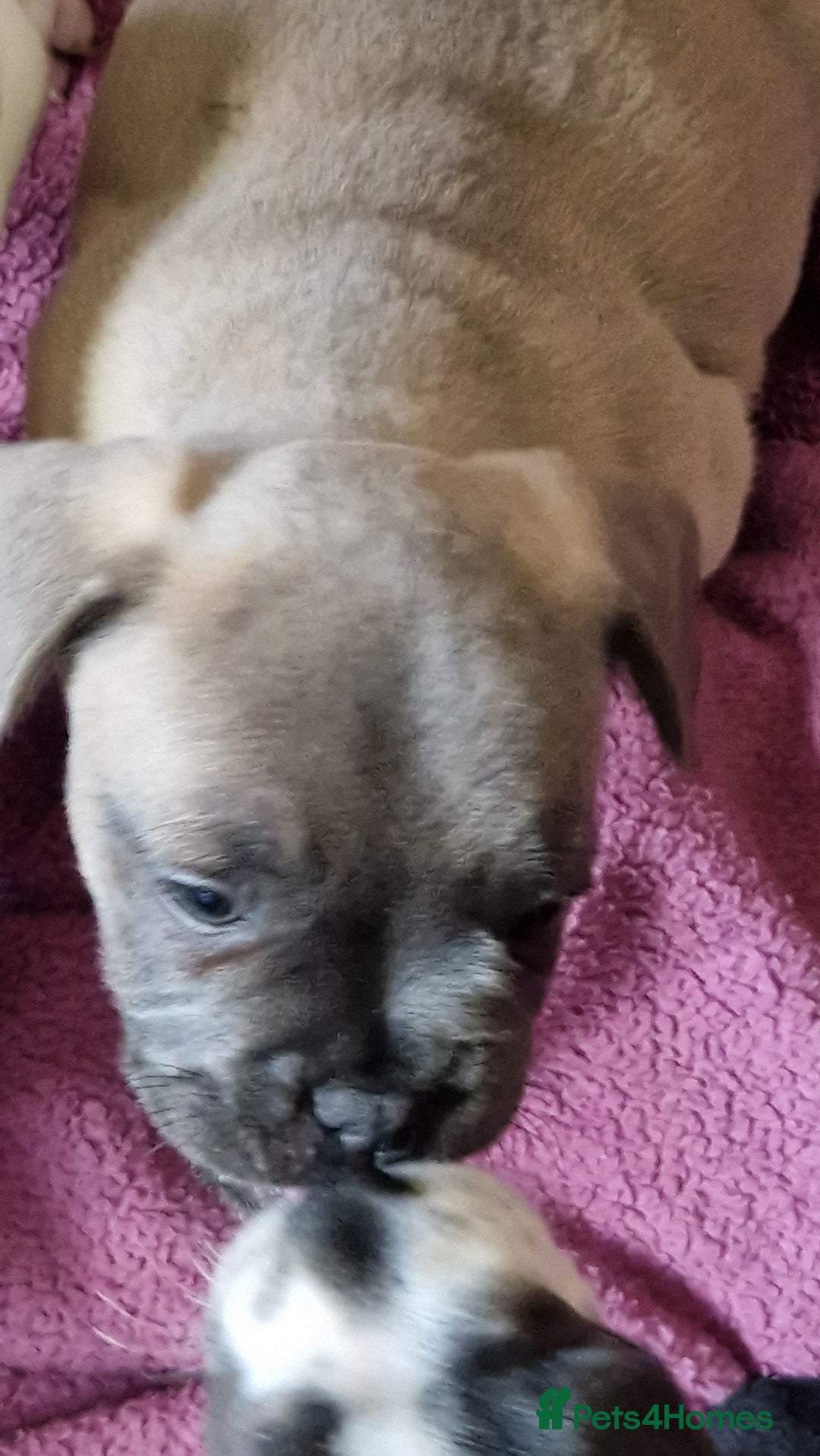 Mixed Breed dogs for sale: Fantastic 3/4 French bulldog and a 1/4 jack puppy - Image 25
