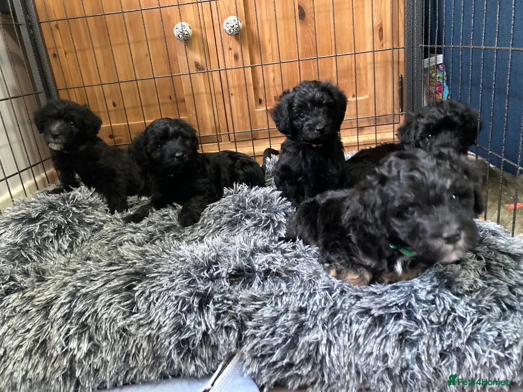 Poodle dogs for stud: Extensively health tested, toy poodle stud in Wareham - Advert 10