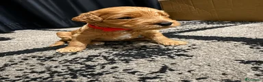 Cockapoo 3