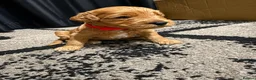 Cockapoo dogs for sale: Beautiful F1b Cockapoo puppies in Ruthin - Advert 6
