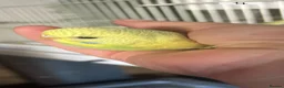 Budgerigars birds for sale: 2 Hand tame babies  - Advert 6