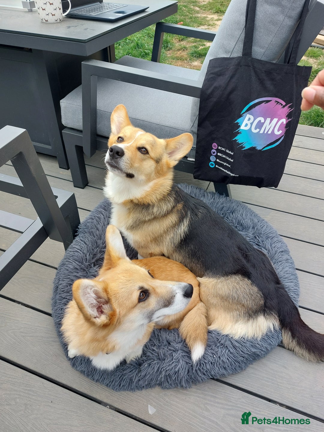 Welsh Corgi Pembroke dogs for sale: 3 Cuddly Corgi Pups for Sale; 2 males, 1 female - Image 11
