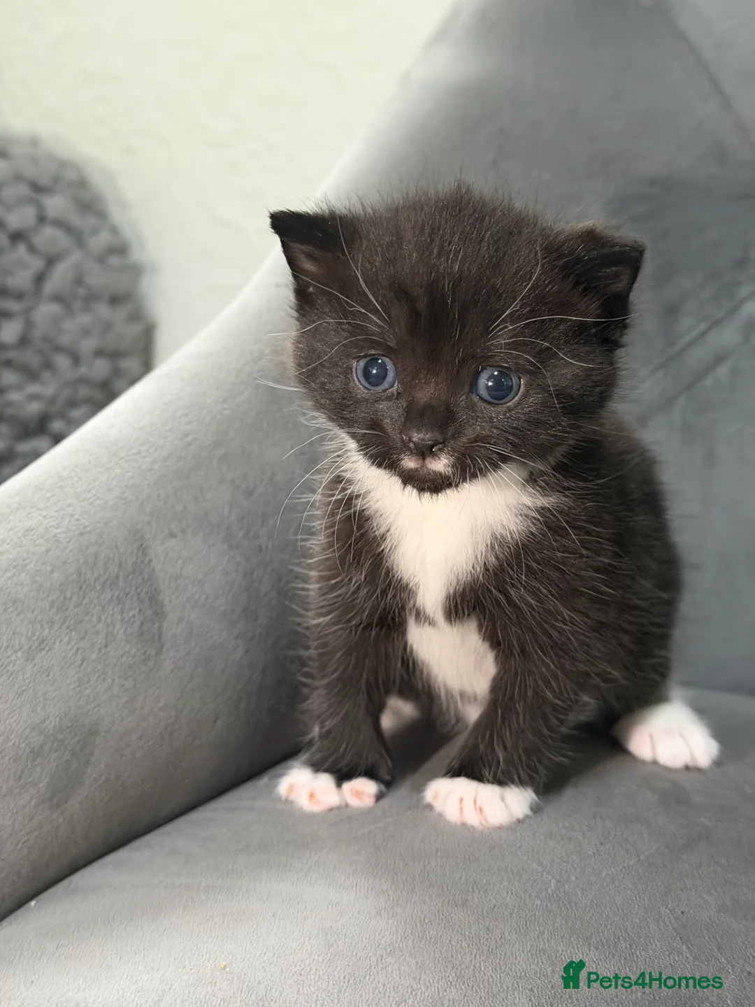 British Shorthair cats for sale: Kittens for sale bradford - Advert 1