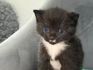 British Shorthair cats Kittens for sale bradford - Advert 2