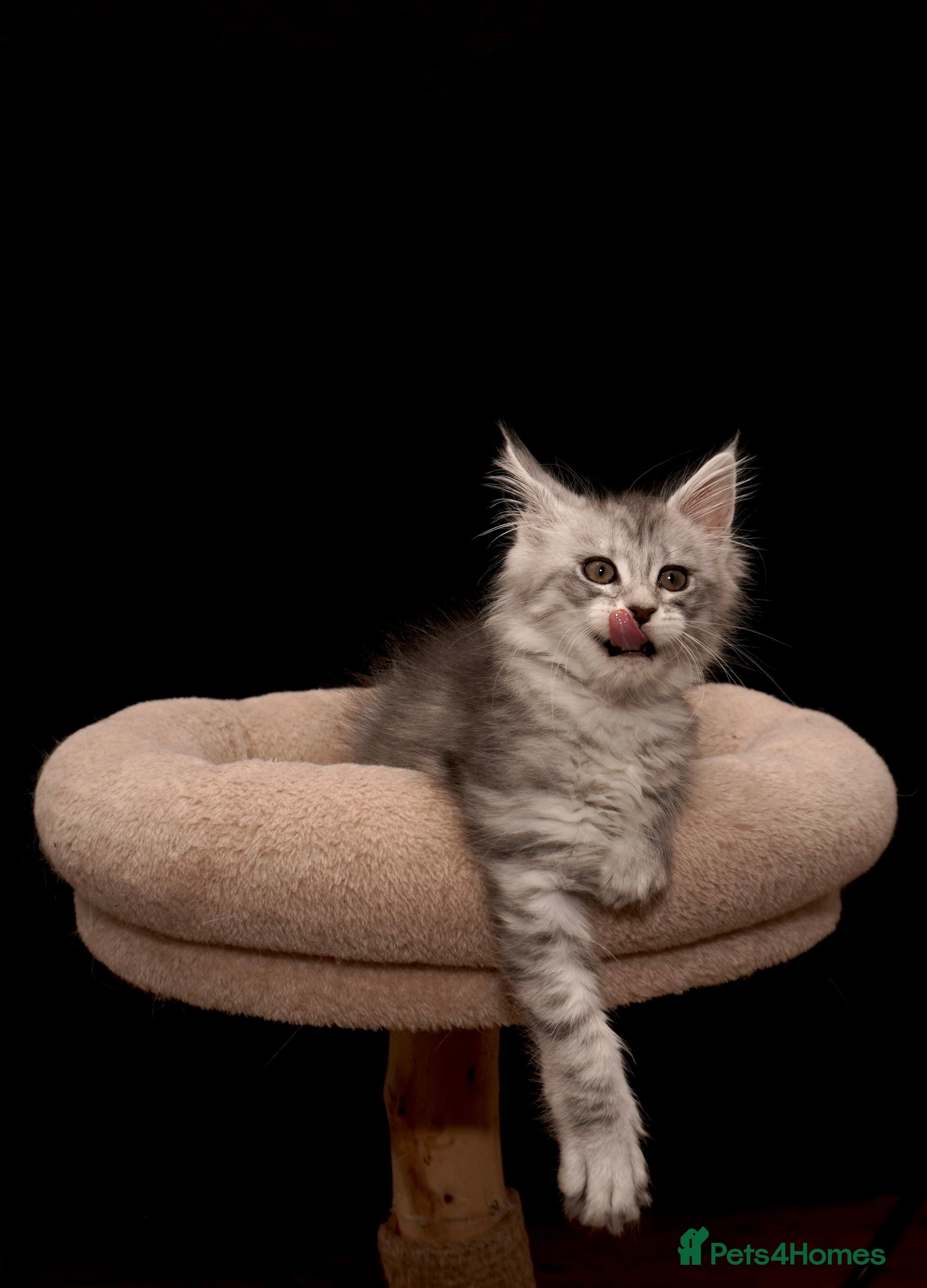 Maine Coon cats Black Silver classic tabby Mainecoon kittens - Advert 3