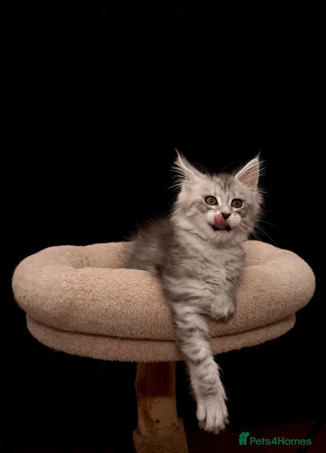Maine Coon cats for sale: Black Silver classic tabby Mainecoon kittens - Advert 1