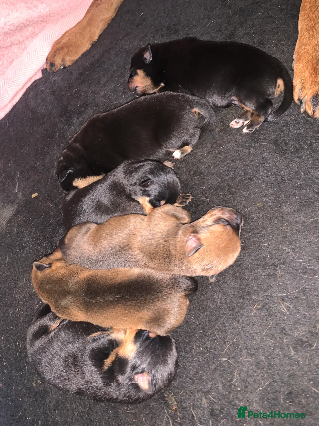 Mixed Breed dogs for sale: Rottweiler x American bull staffie - Advert 3