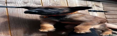 Orange collar male